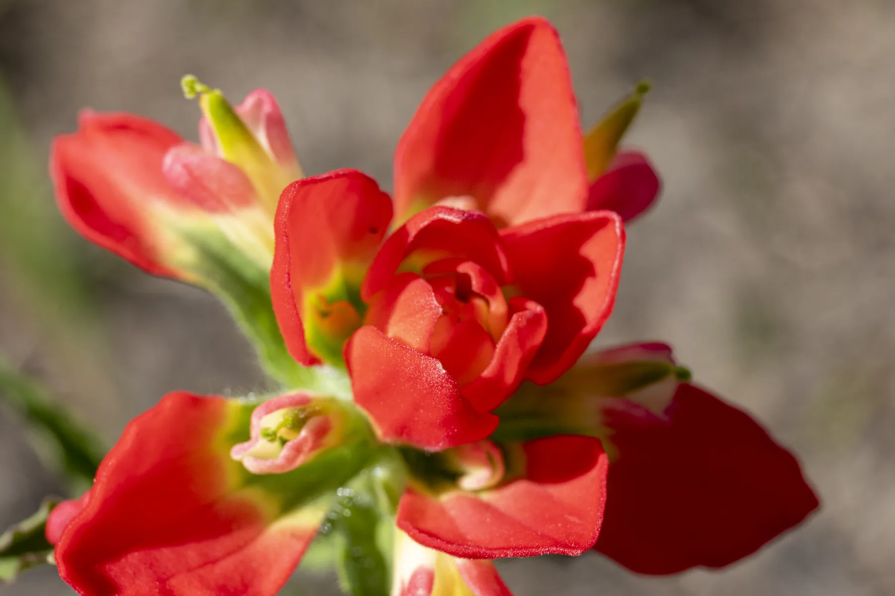 Indian Paintbrush